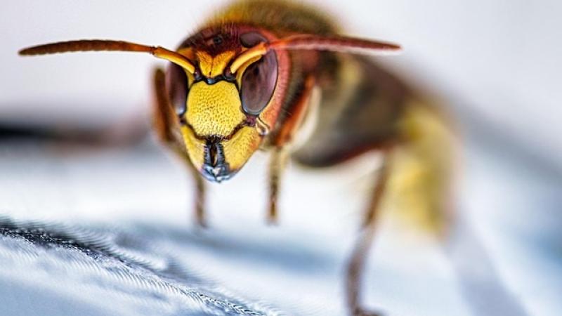 Abeilles, guêpes, frelons : différences et dangers