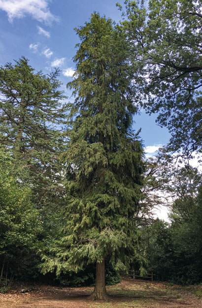Bois Saint-Joseph Rougé