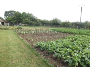 concours "mon beau jardin" 2022 - 9