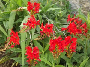 concours "mon beau jardin" 2022 - 8