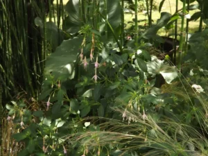 concours "mon beau jardin" 2022 - 3